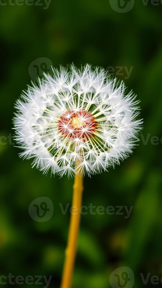 Close Up of a Dandelion Seed Head photo