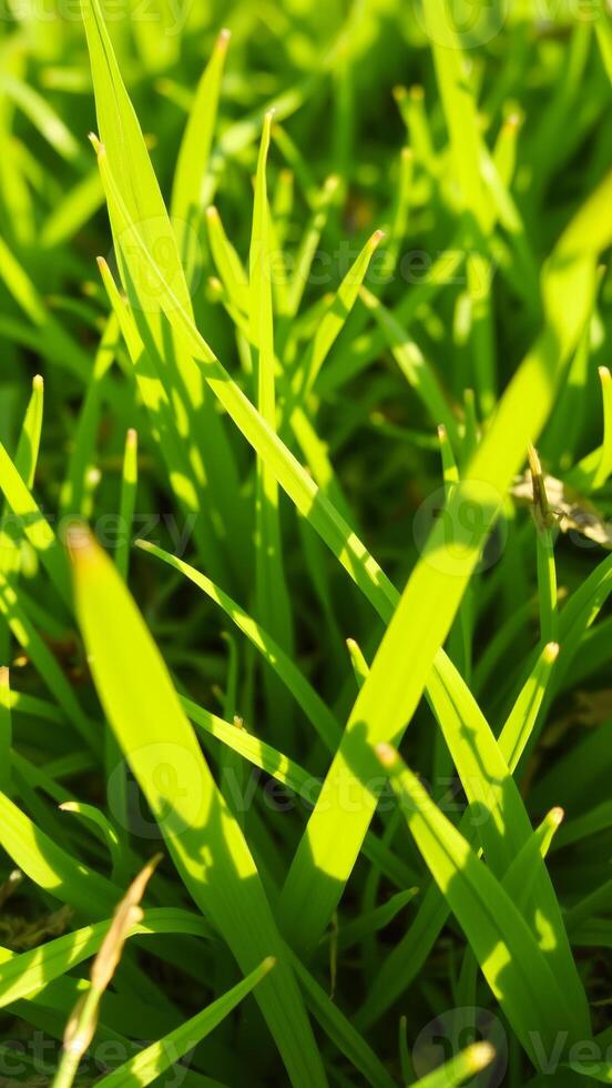Green Grass Blades Up Close photo