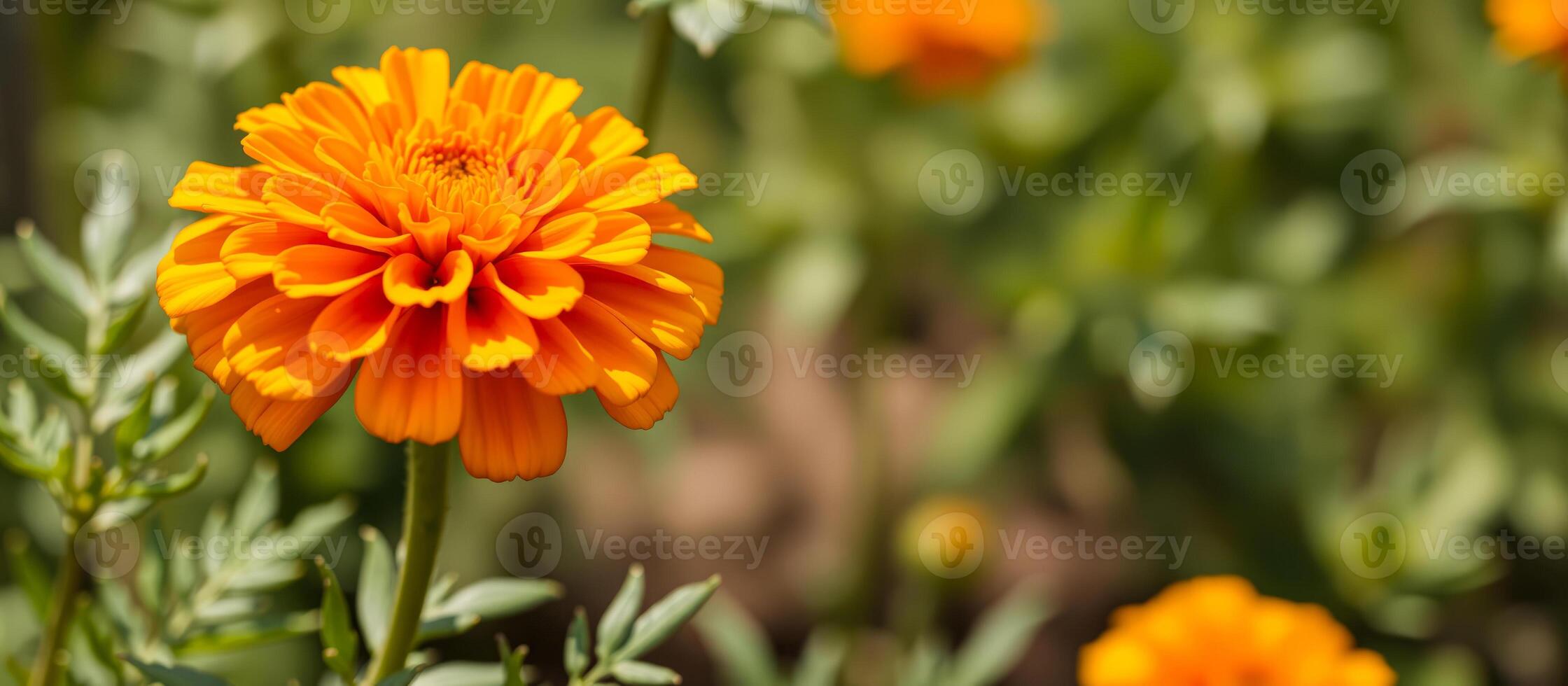 Closeup of a Single Orange Marigold Flower in a Garden photo