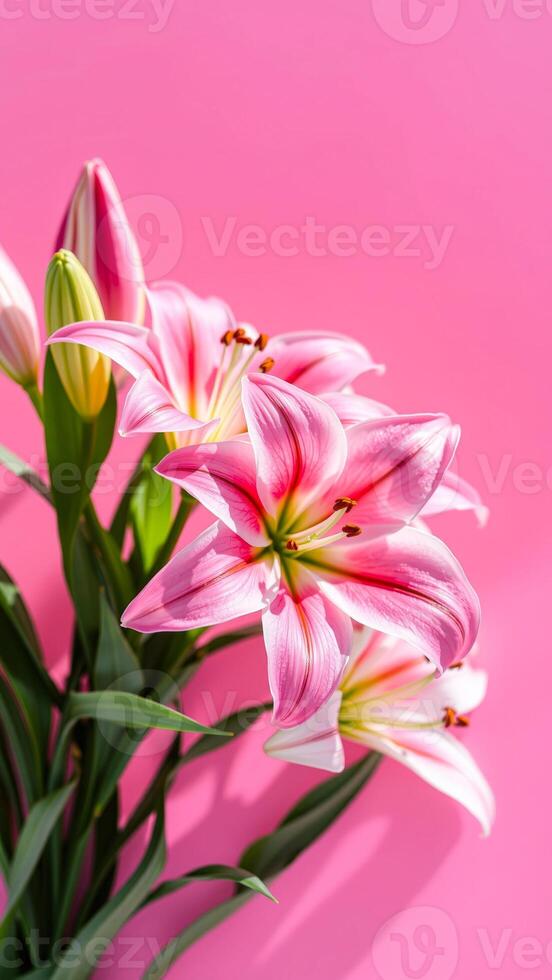 Pink Lily Flower on Pink Background photo
