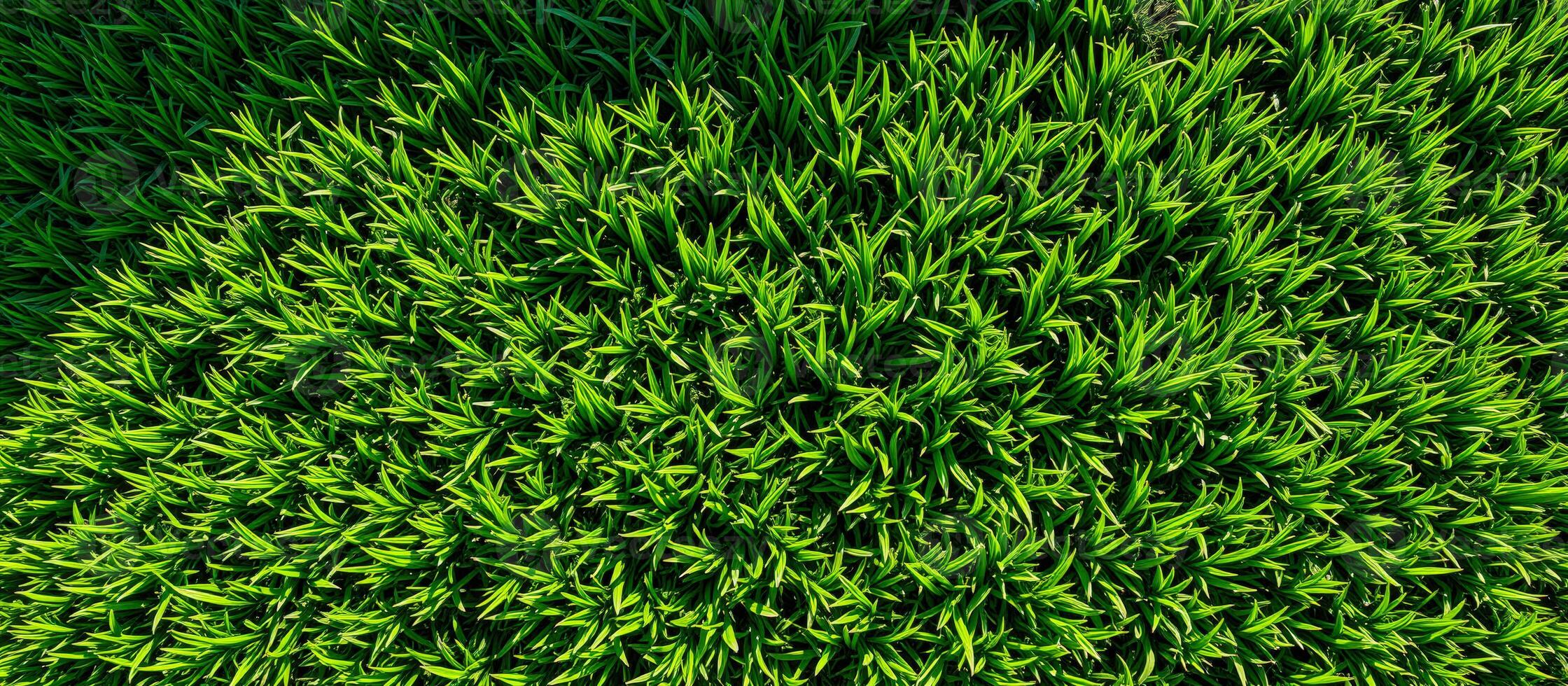 Lush Green Grass Blades photo