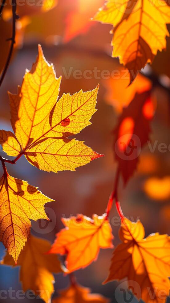 Autumn Leaves Backlit by Sunlight photo