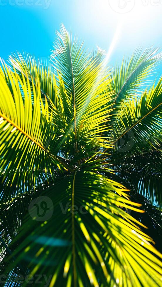 Palm Tree Leaves with Sun Flare photo