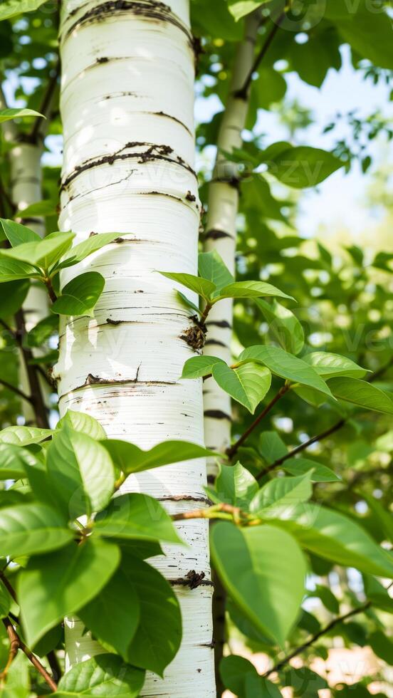 White Birch Tree Bark Close Up With Green Leaves photo
