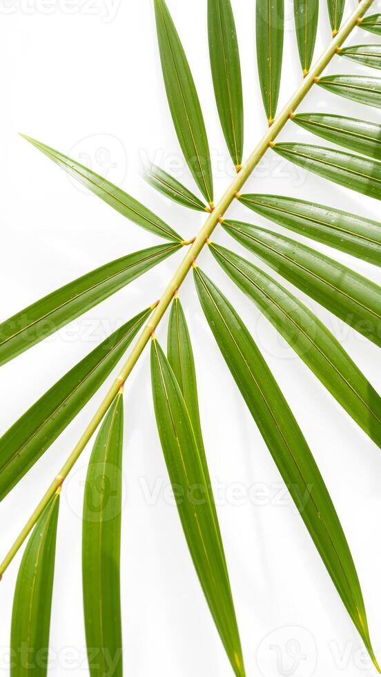 Green palm leaf on a white background photo