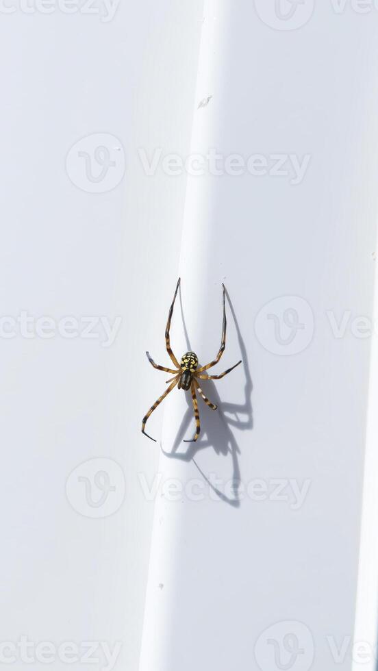 Spider on a White Wall photo