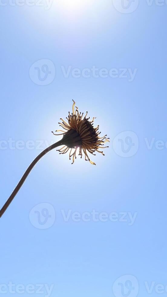 Silhouette of a Wildflower Against a Blue Sky photo