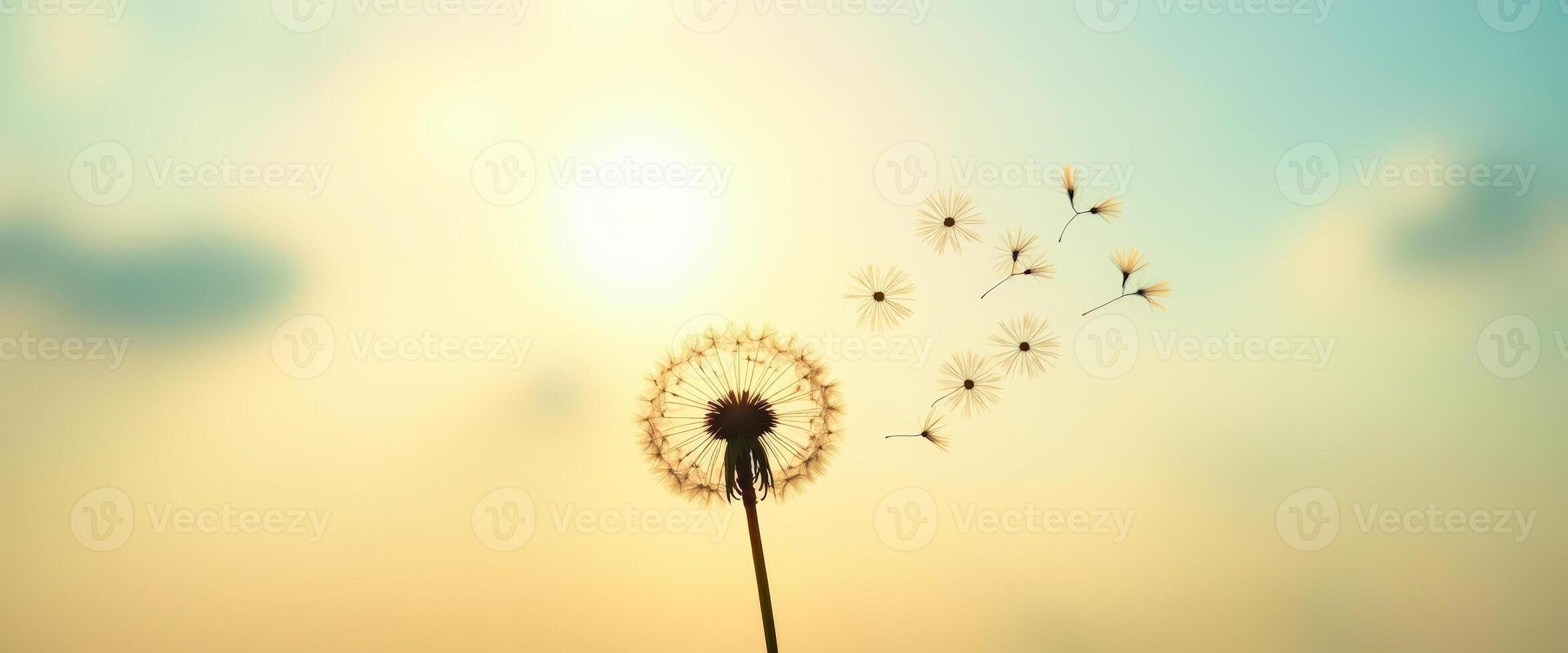 Dandelion seeds blowing in the wind at sunset photo