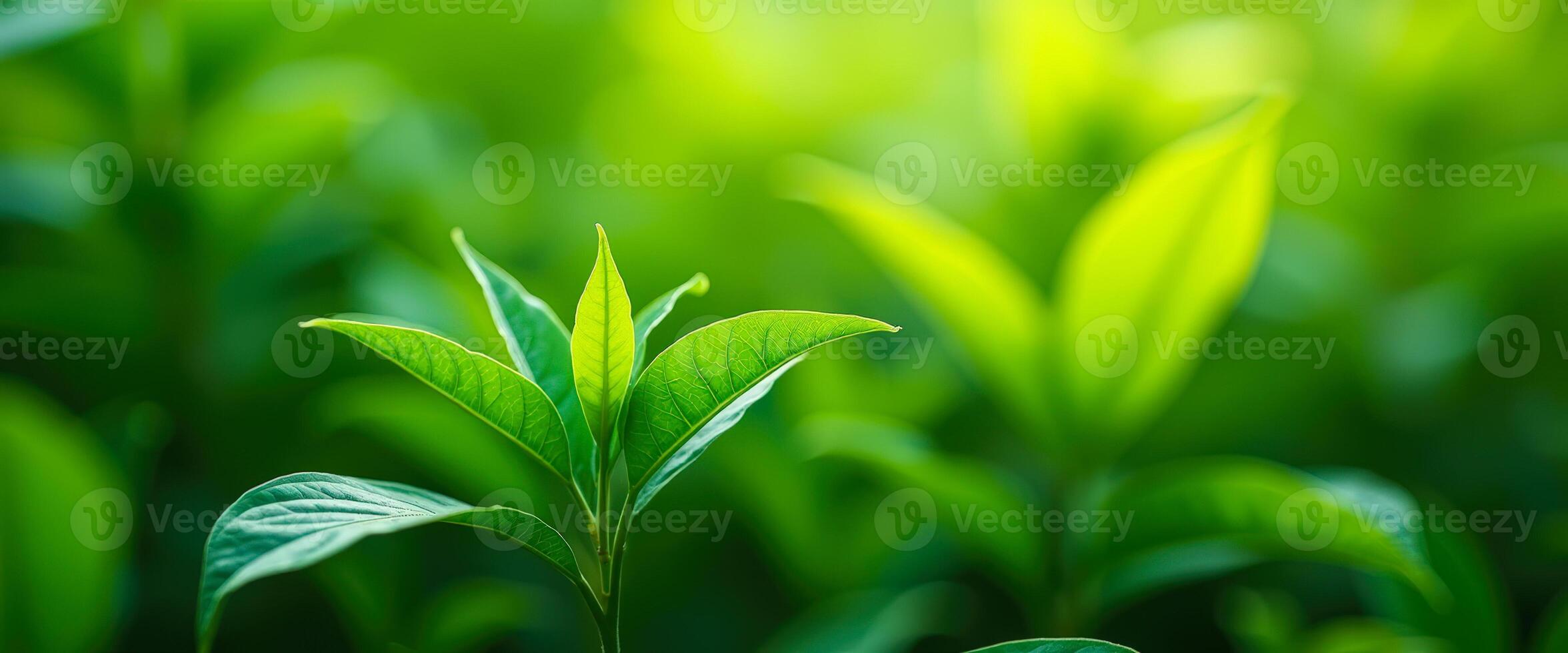 Green Leaf Close-up with Soft Bokeh Background photo