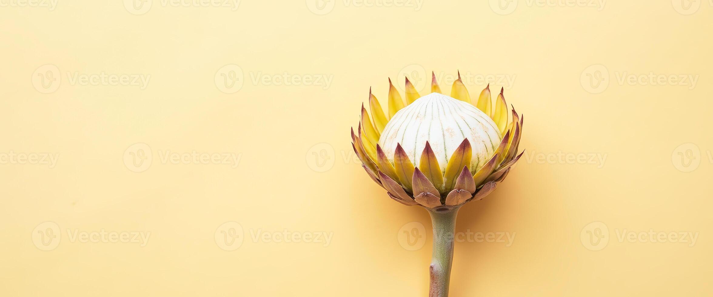 Single King Protea Flower on Yellow Background photo