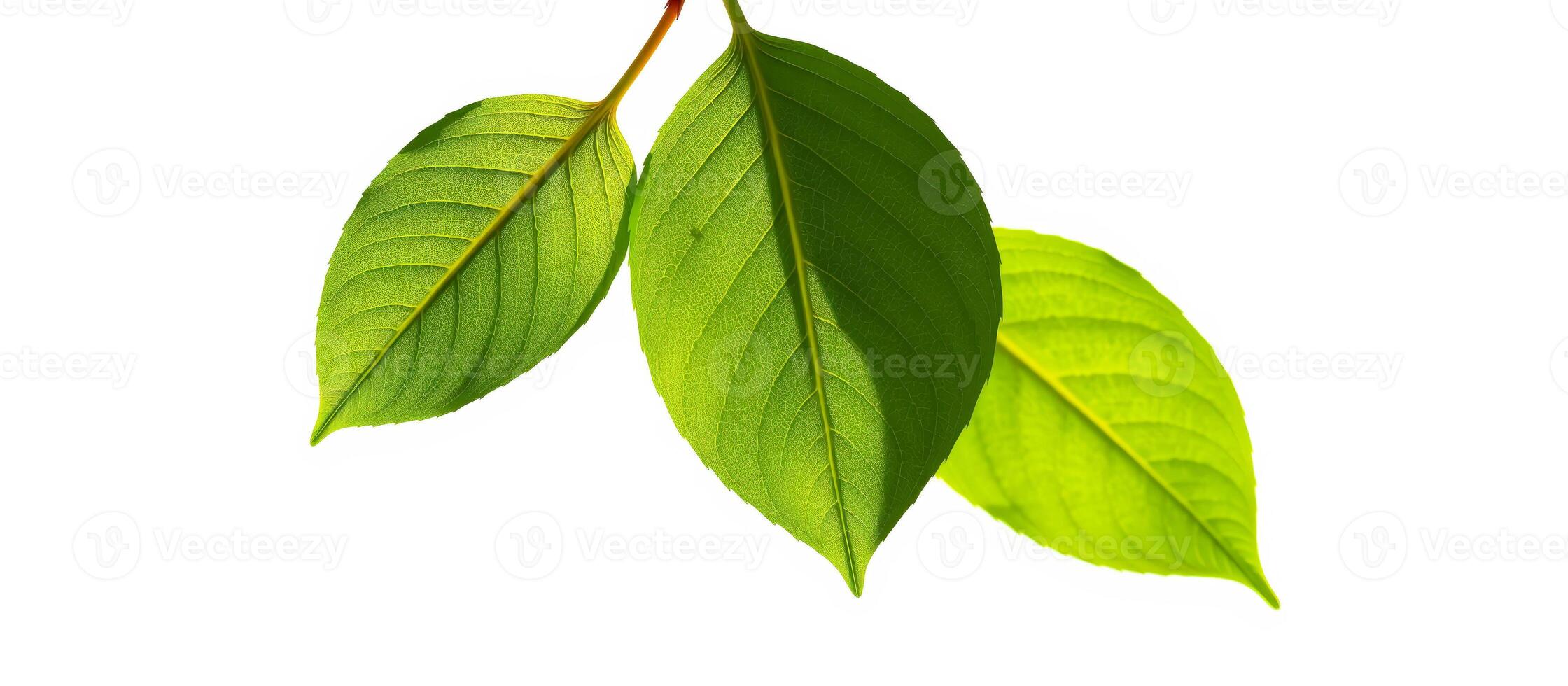 Three Green Leaves Isolated on White Background photo