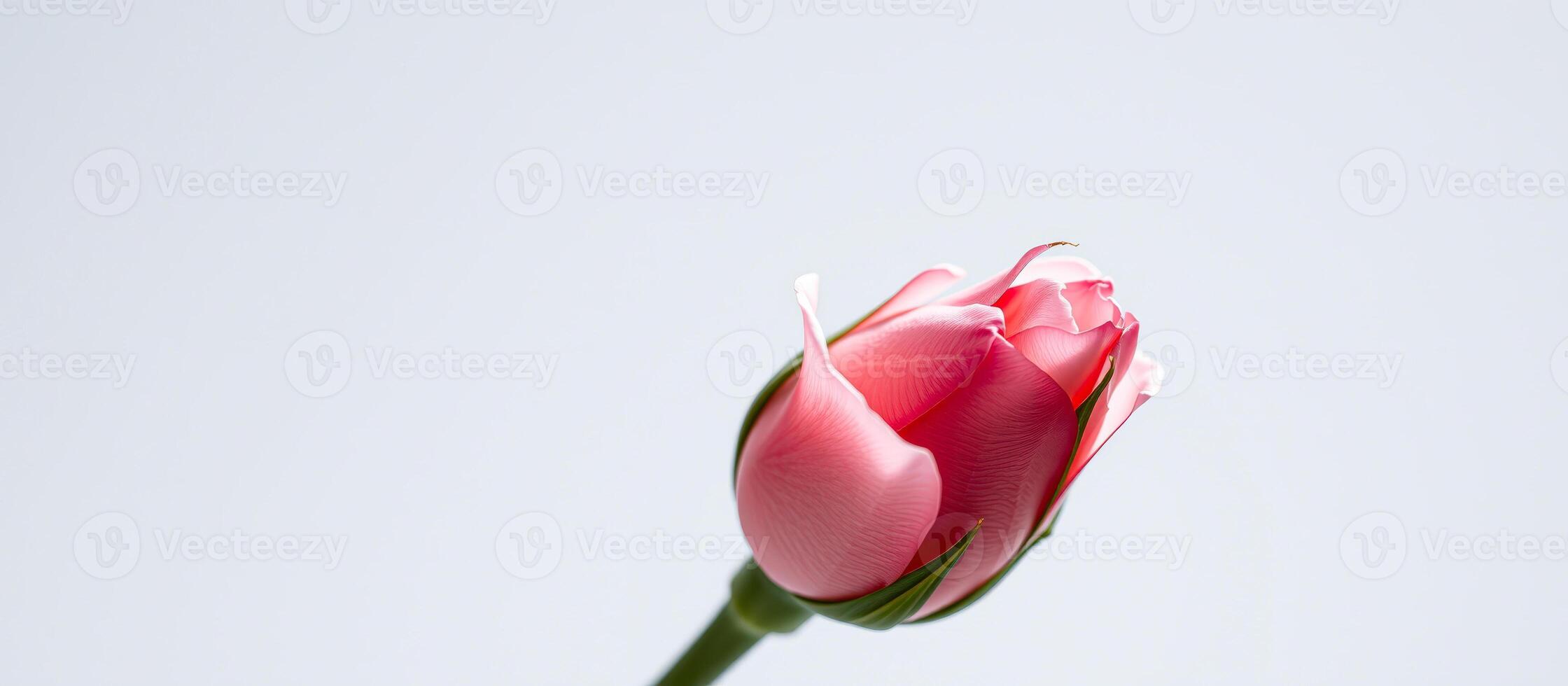 Pink Rose Bud on White Background photo