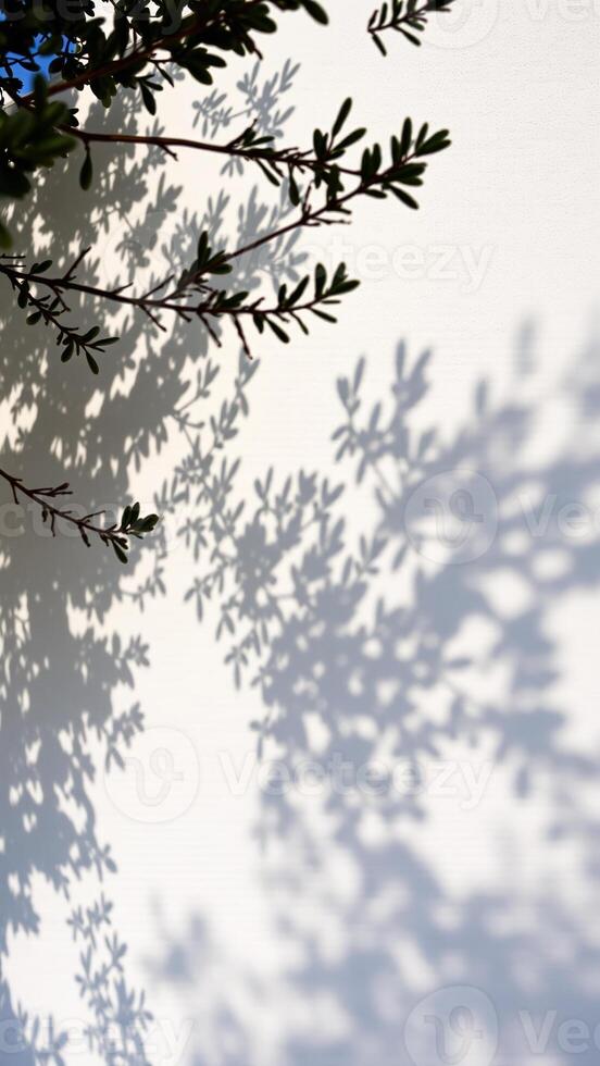 Abstract Shadow of Tree Branches on White Wall photo