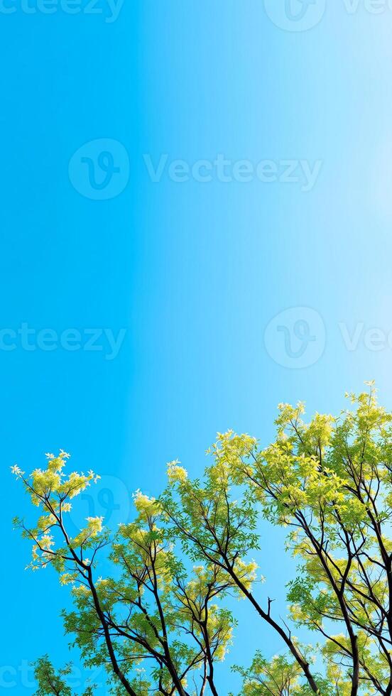 Tree branches against blue sky photo