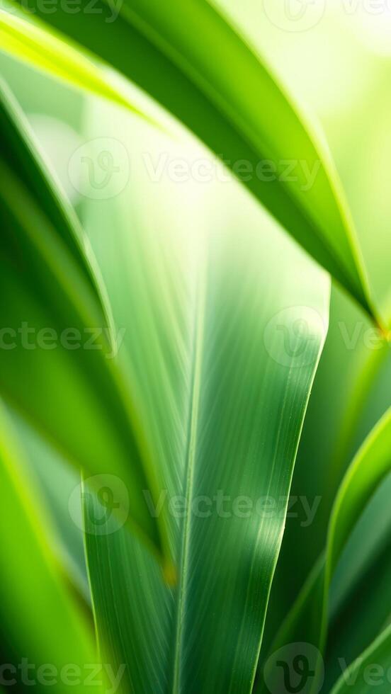 Green leaf texture photo