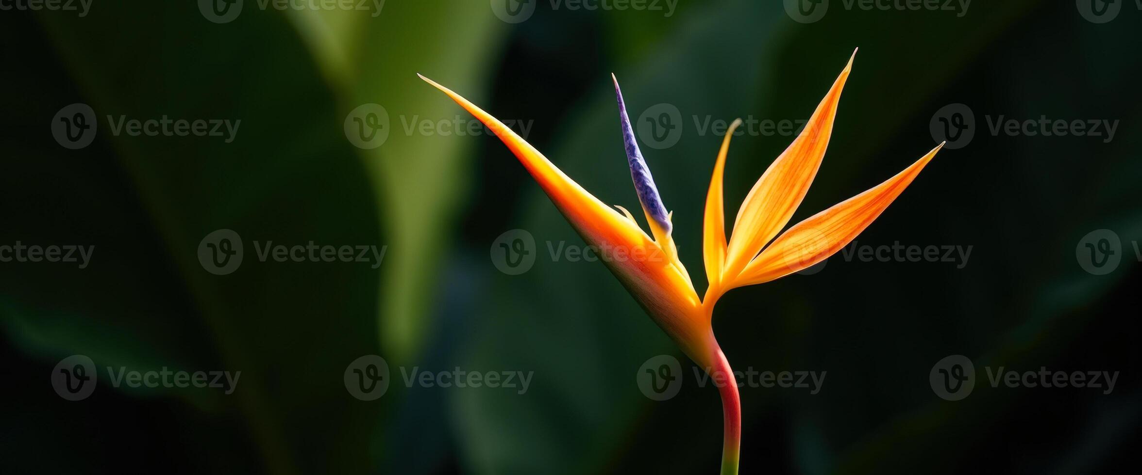 Bird of Paradise Flower in Focus photo