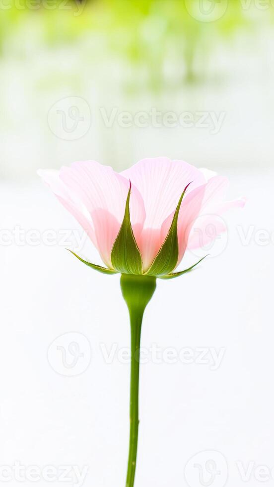 Closeup of a Pink Flower Bud with Green Sepals photo