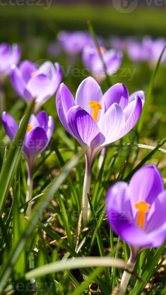 Close Up of Purple Crocus Flower in Green Grass photo