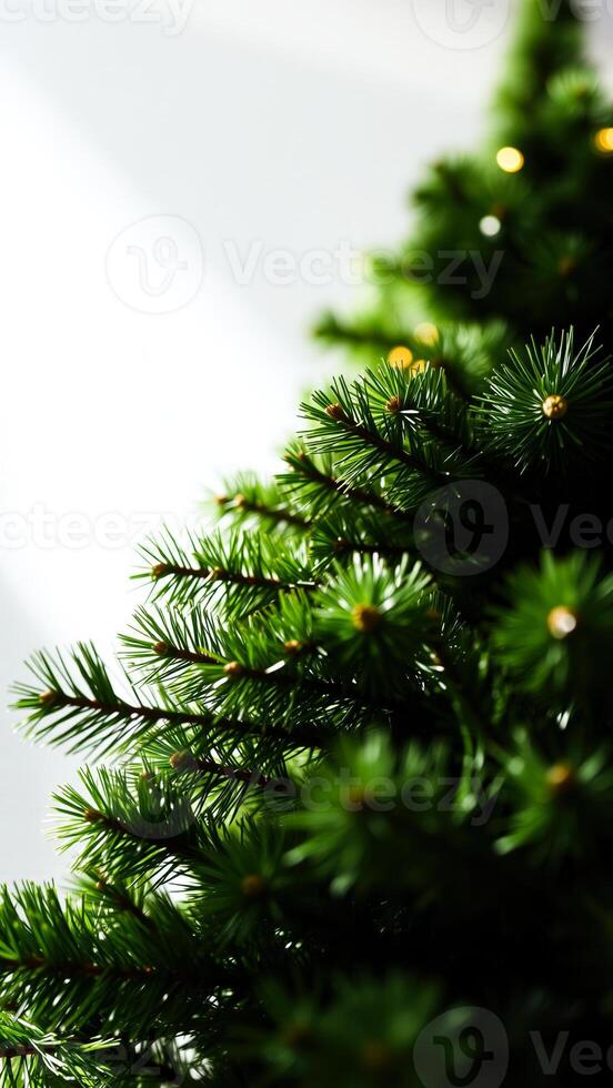 Close-up of Evergreen Tree Branches photo