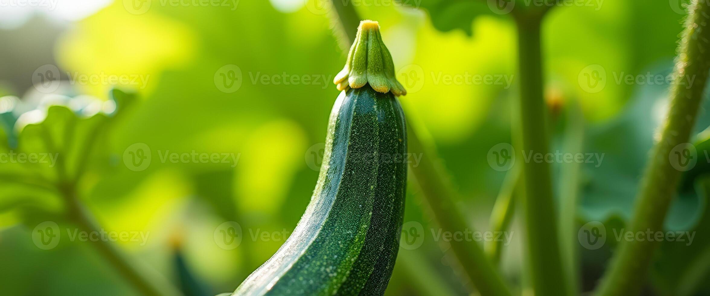 Fresh Green Zucchini Growing in a Garden photo
