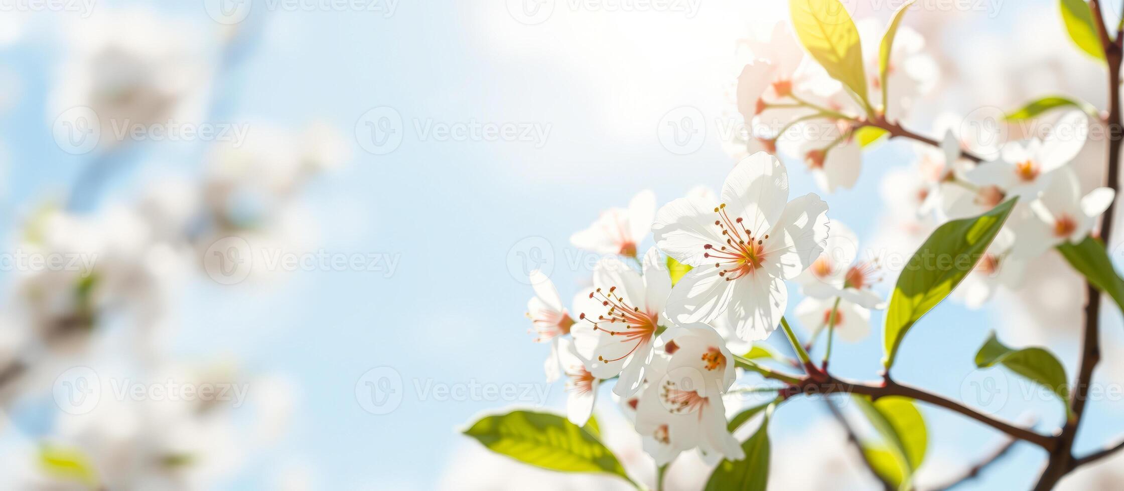 Delicate White Cherry Blossoms Against a Blue Sky photo