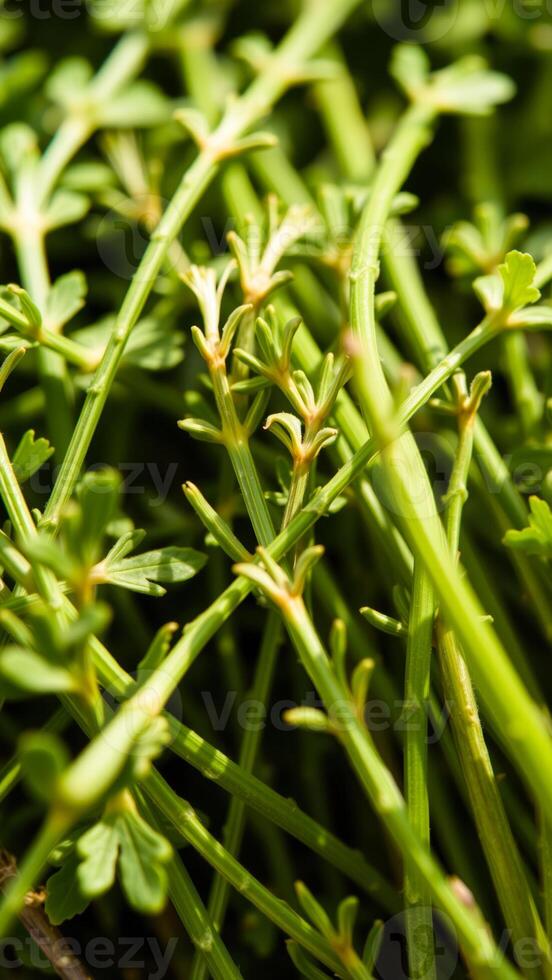 Close-up of Green Plant Stems photo