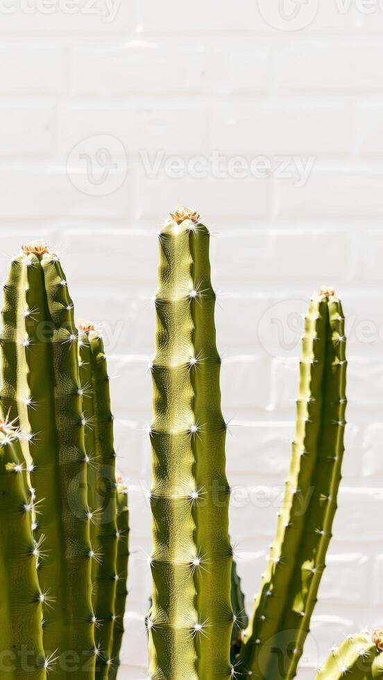 Close Up of Green Cactus Against a White Brick Wall photo