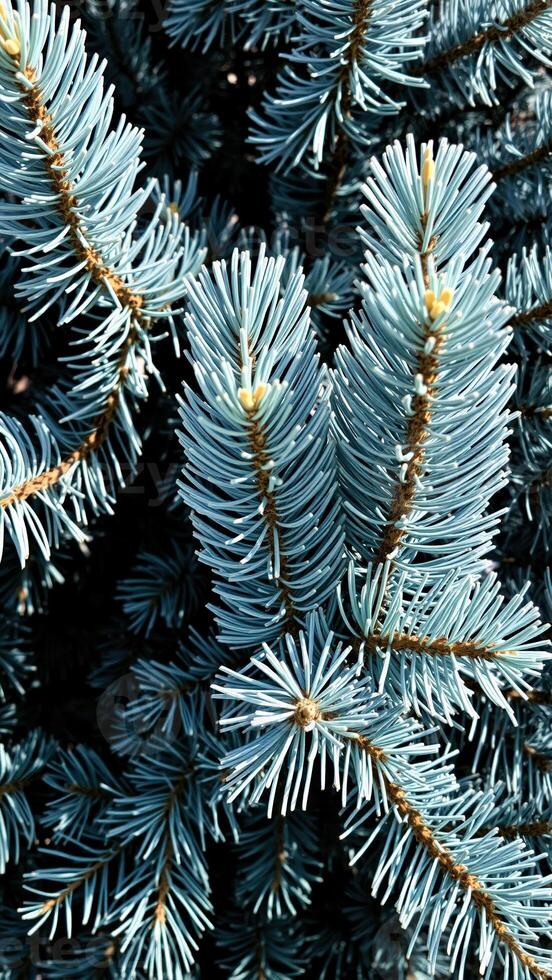 Blue Spruce Needles Close-Up photo