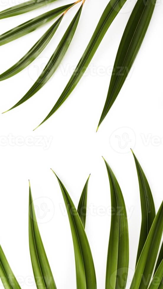Lush Green Leaves on White Background photo
