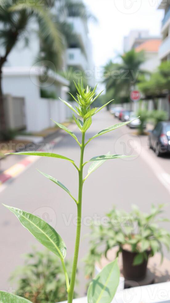 A Single Plant Shoots Upwards in a Cityscape photo