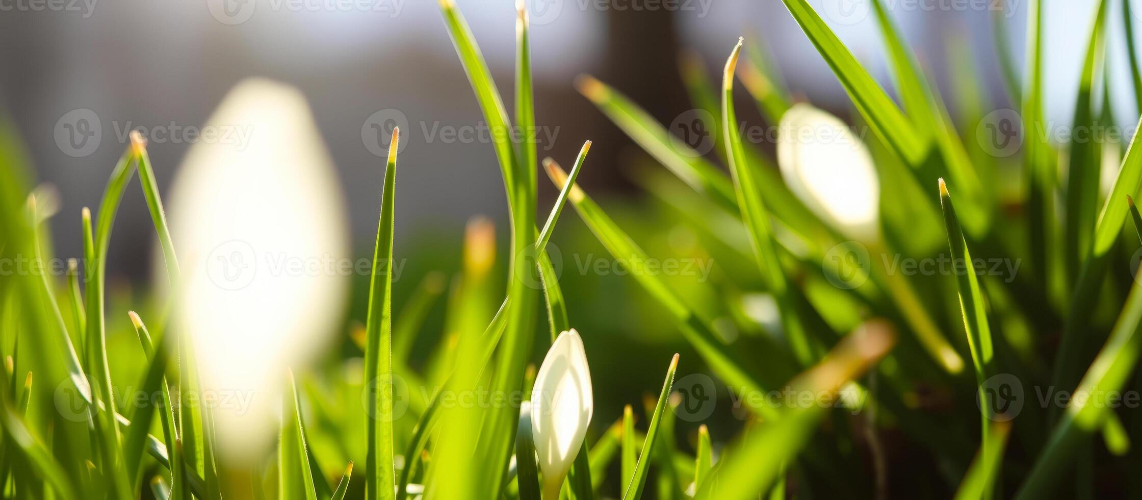 Close-up of White Flower Buds in Green Grass photo