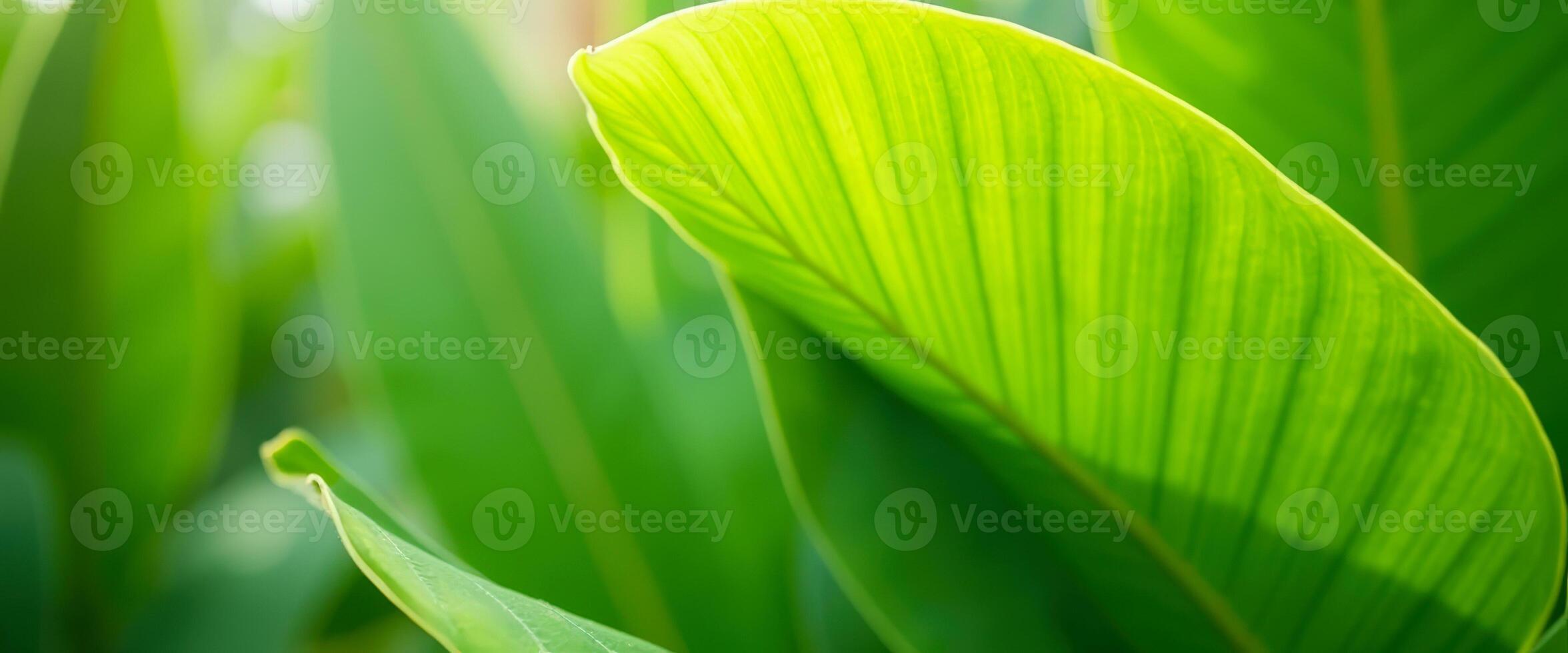 Green Leaf Background photo