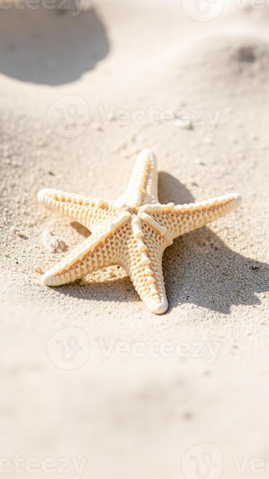 Starfish on White Sand Beach photo
