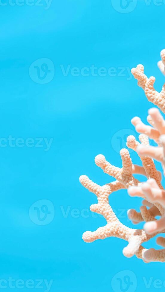 Coral Branch on a Blue Background photo