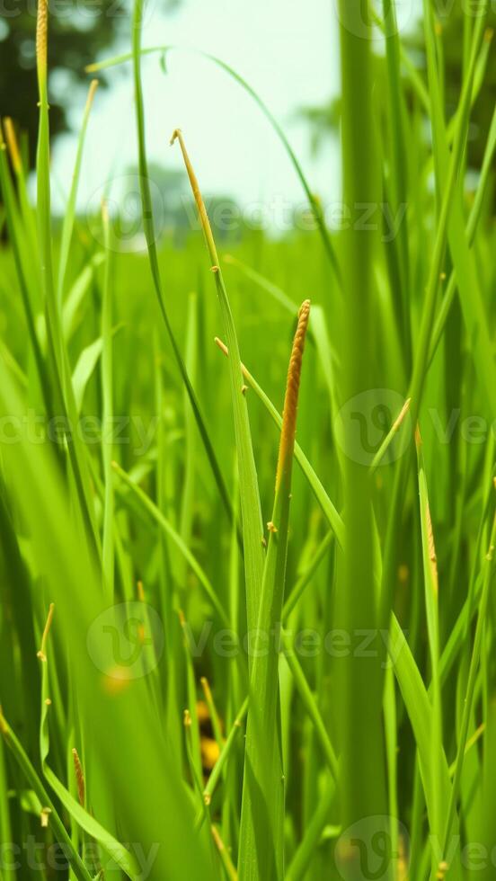 Lush Green Blades of Grass photo