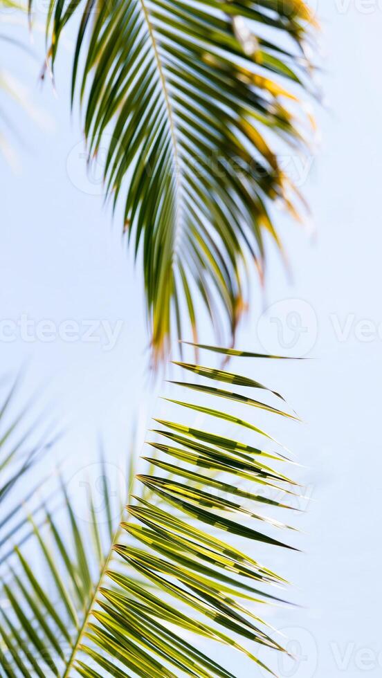 Palm Leaves Against a Blue Sky photo