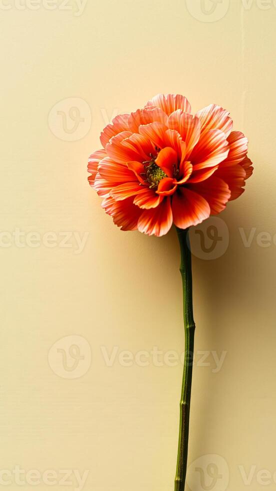 Single Peach Flower on a Yellow Background photo