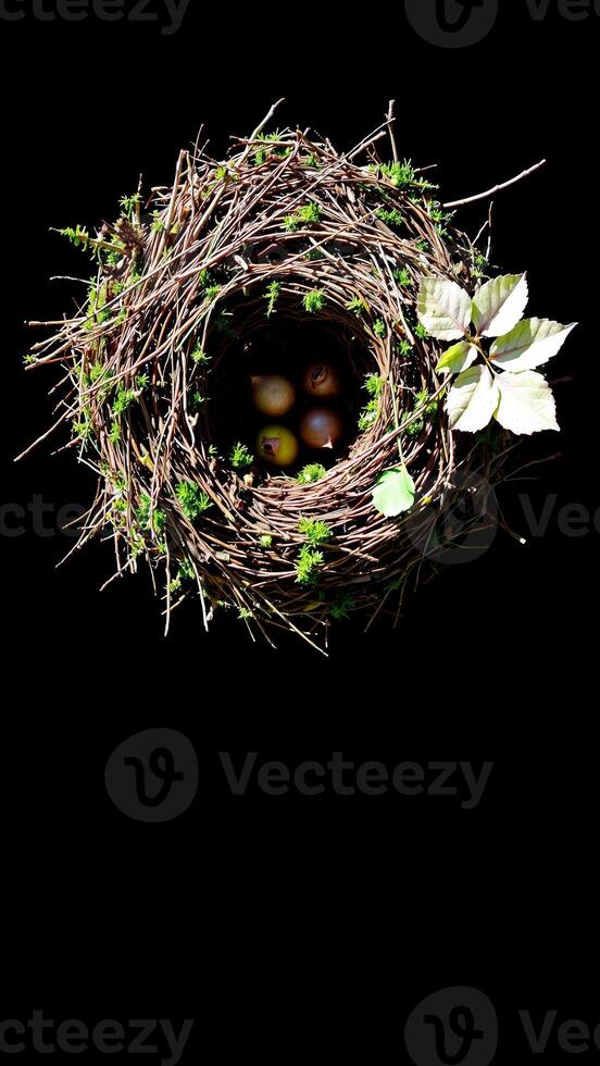 Bird's Nest with Eggs photo