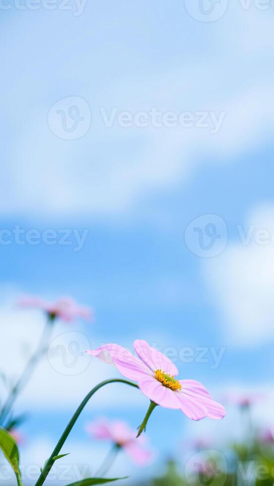 Pink Cosmos Flower Against a Clear Blue Sky photo