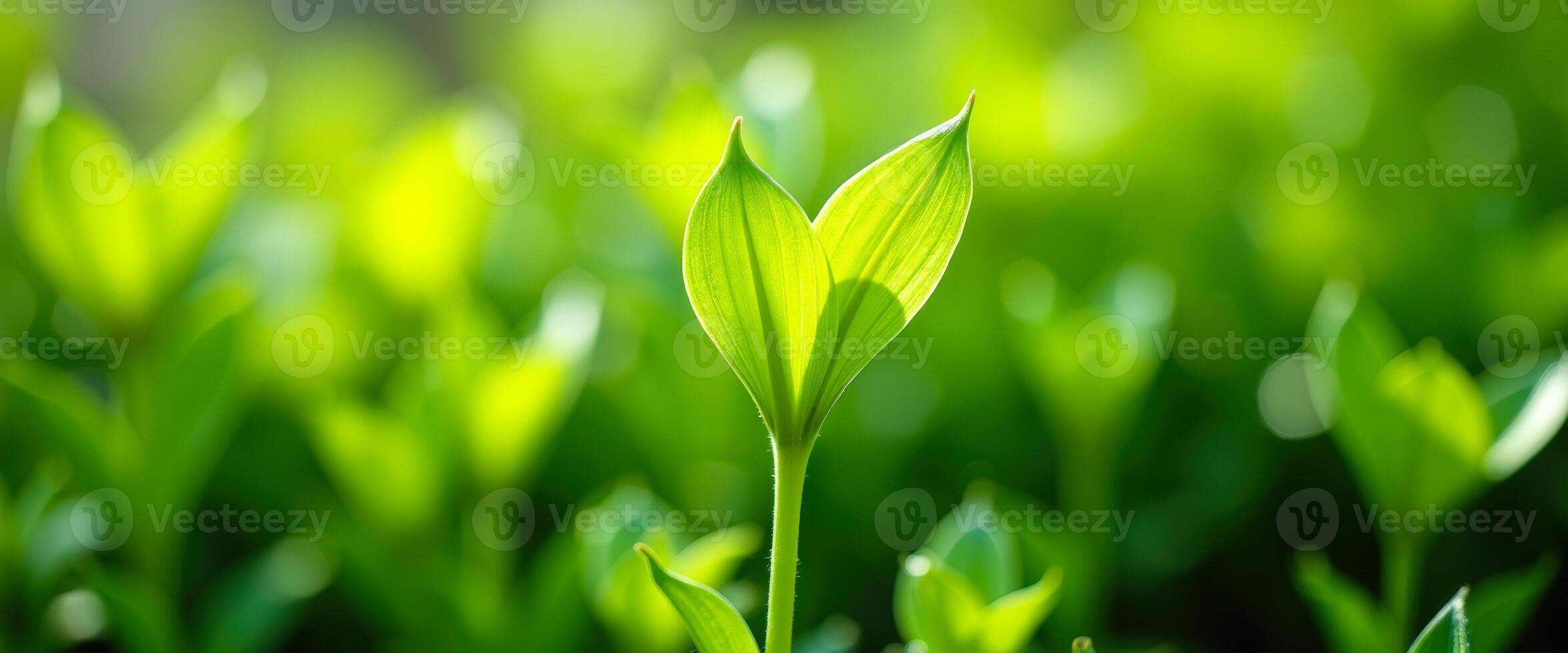 Close-up of a single green leaf in a field of green photo