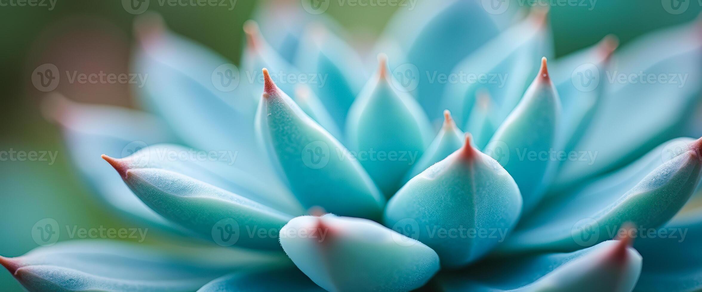 Close Up of Blue Succulent Plant photo