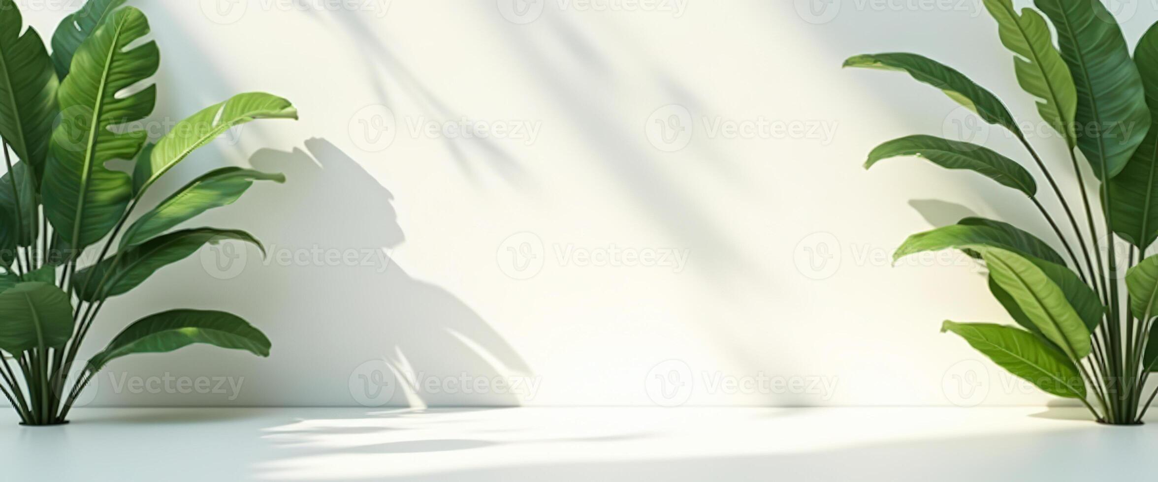 Minimalist White Background with Green Plant Shadows photo