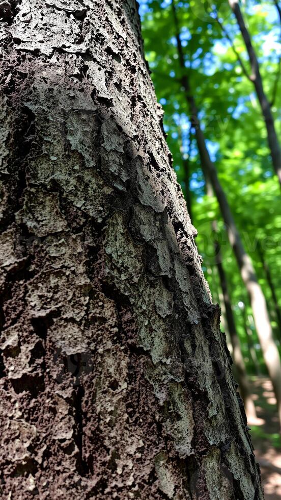Closeup of Tree Bark in Forest photo
