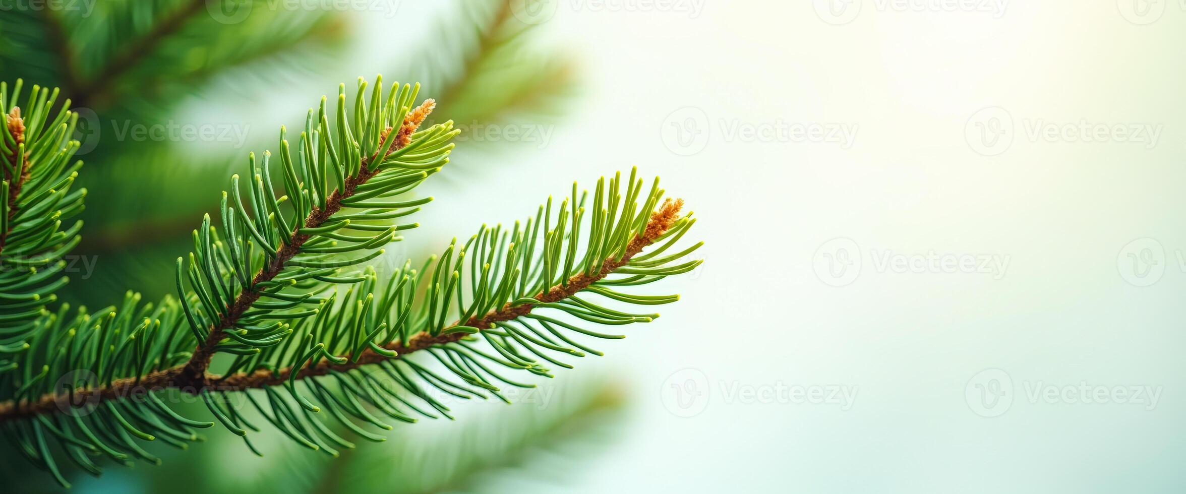 Close-up of a Pine Tree Branch photo