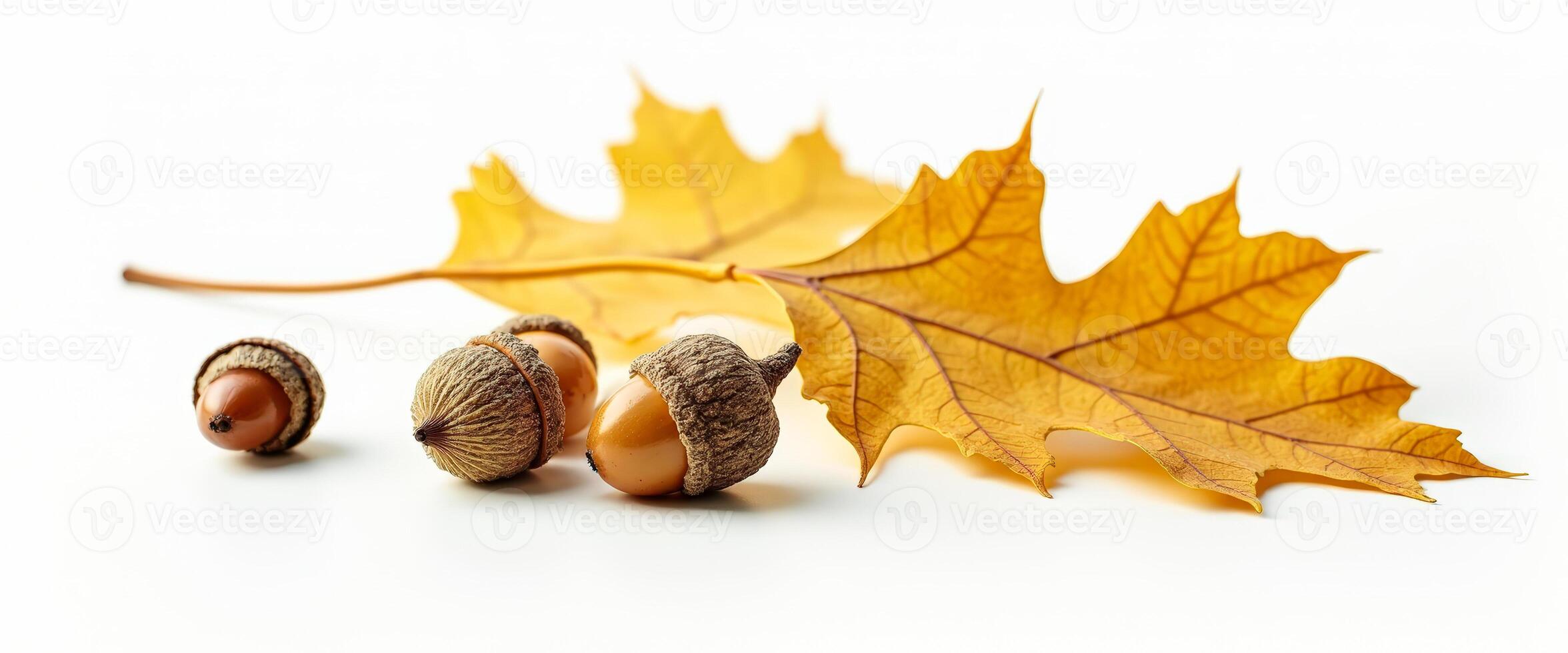 Oak Leaf and Acorns on White Background photo