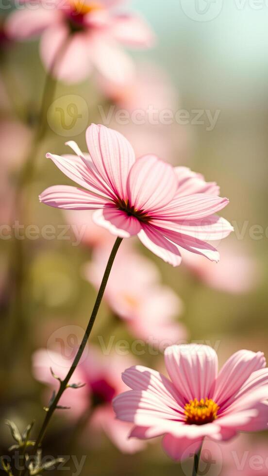 Pink cosmos flower in bloom close-up photo