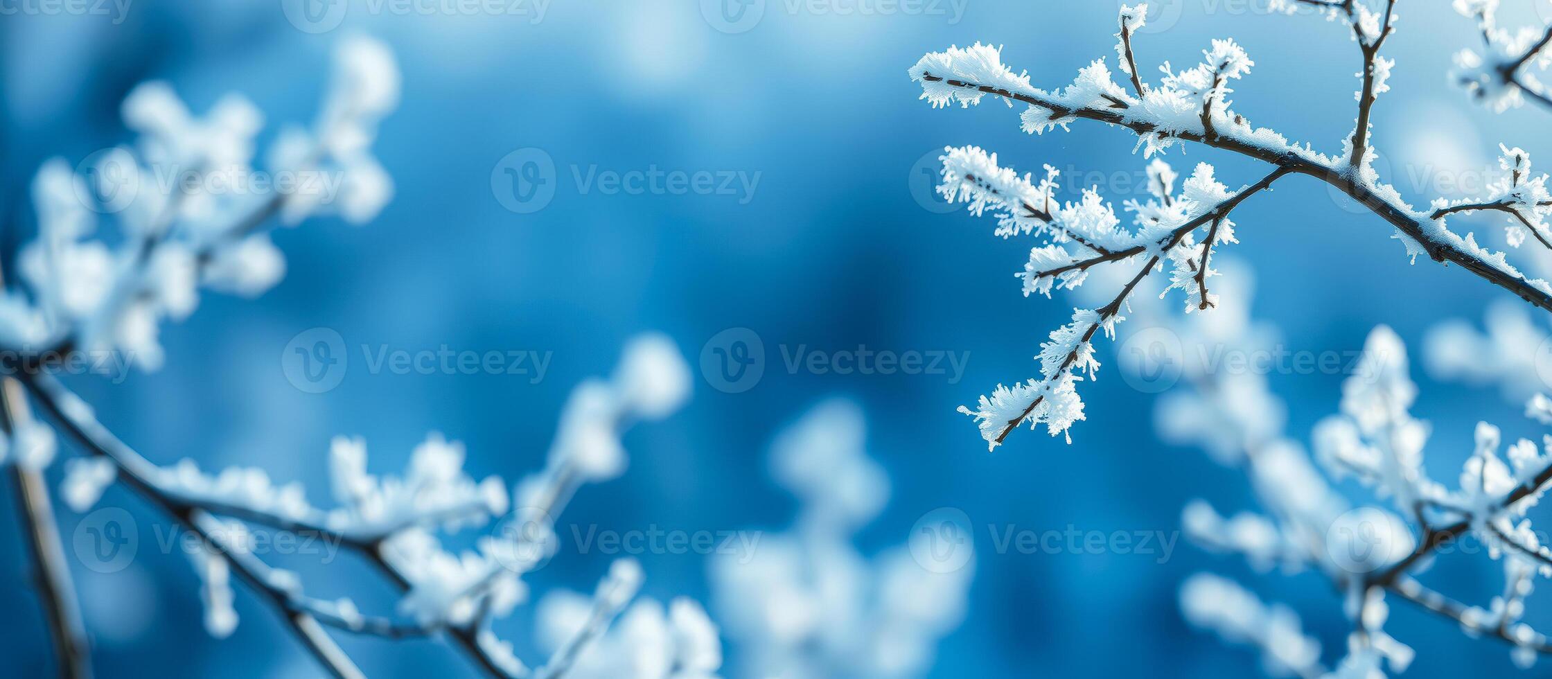 Frosty Branch Against a Blue Sky photo