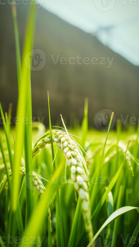 Close-up of Rice Paddy with Green Blades and White Grains photo