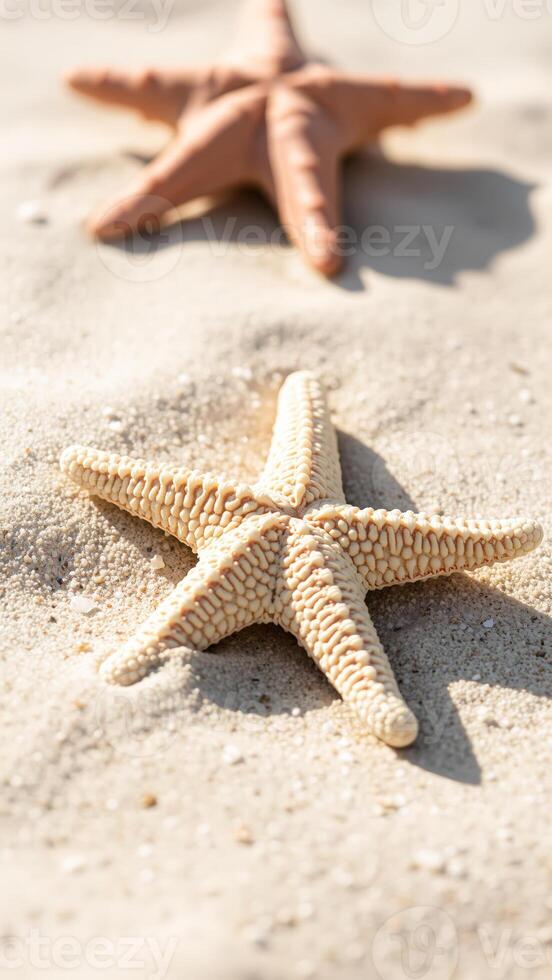 Starfish on a sandy beach photo