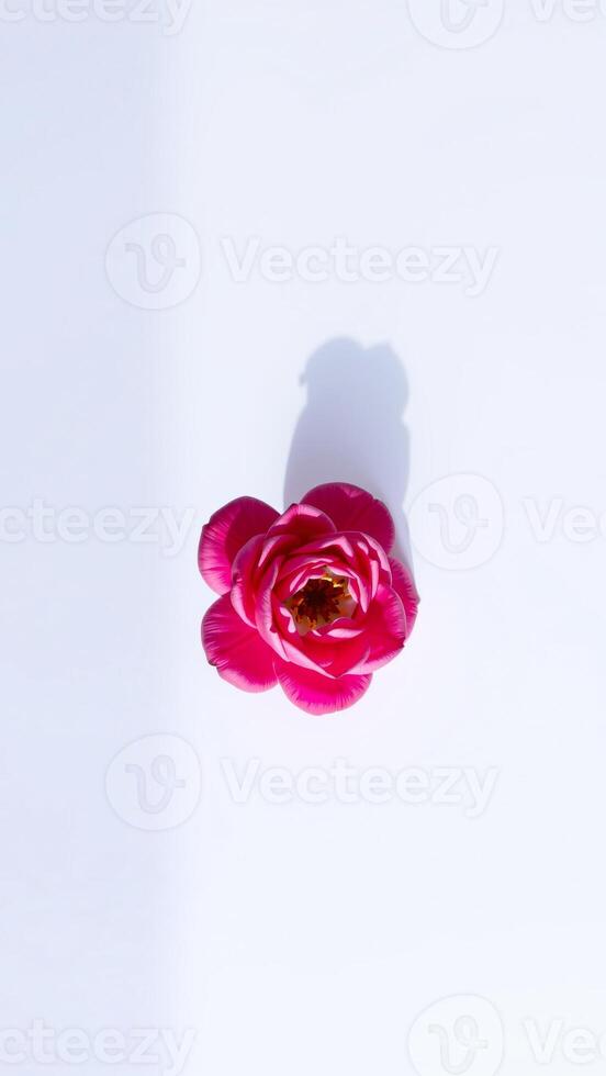 Pink flower on a white background photo